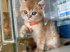 -糯米喵星人总部直营旗舰店·猫舍·幼猫出售