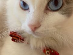 -绒爪撸猫下午茶·猫咖