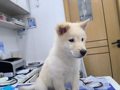 -博特宠物医院24h犬猫全科.骨科·异宠