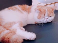 -飞行喵MR PILOT|猫舍·猫咖(静安大融城店)