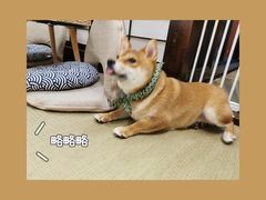 -逗柴咖啡屋·狗咖猫咖宠物桌游