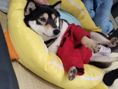-逗柴咖啡屋·狗咖猫咖宠物桌游