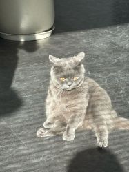 -飛凡TATTOO纹身•原创