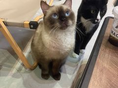 -Heymao猫咖.咖啡厅(东门店)