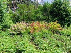 -黑龙江省森林植物园