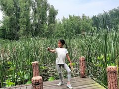 -滕州微山湖红荷湿地景区
