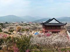 -香雪海