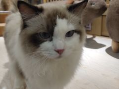-猫和宫(六道口店)