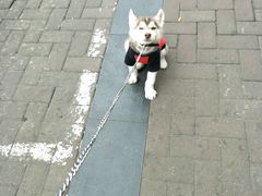 -PETKIT 小佩宠物·低压洗护·美容·寄养(安远店)