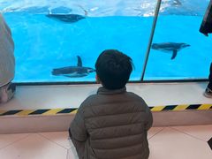 -帝企鹅自助餐厅•儿童岛•真企鹅(长隆企鹅酒店)