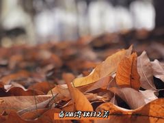-贡湖湾湿地公园