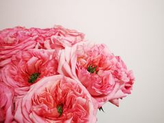 -双季花艺园艺市场(浦东店)