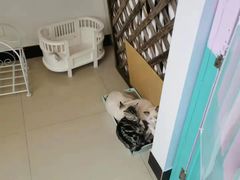-70cat德文卷毛猫·缅因猫纯种猫舍