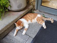 -星巴克臻选(思南公馆店)