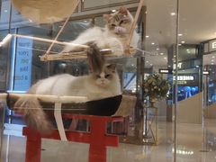 -momokira米努特·德文卷毛猫·棉花面纱犬