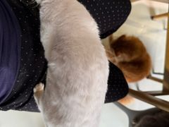 -豆逗聊愈猫阁Easy Life