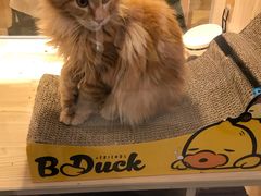 -屋虎猫馆(宝安大仟里店)