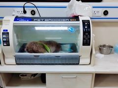 -A猫a狗全科·犬猫异宠·芥西宠物医院(南开总院)