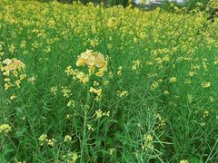 -广富林郊野公园