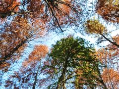 -上海海湾国家森林公园