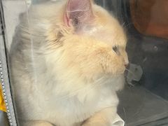 -伟伟宠物医院·CT影像中心·瑞派犬猫综合性门诊(汉口总院)