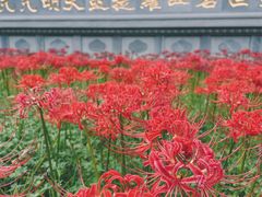 -西安大兴善寺