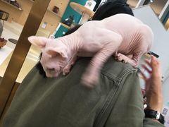 -飞行喵MR PILOT|猫舍·猫咖(静安大融城店)