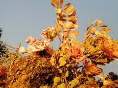 -九里云松·天香餐厅