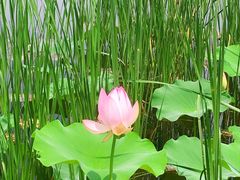 -荷塘月色湿地公园·向阳花洲
