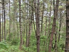 -帽儿山国家森林公园