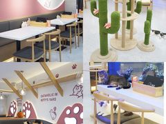 大堂-喵园·猫主题咖啡厅·撸猫·猫咖(国贸店)