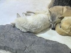 -大连圣亚海洋世界