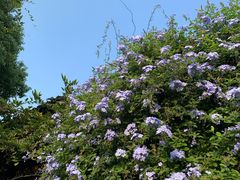 -随柳居·苏式小吃(建新巷店)