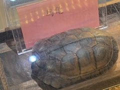 -梧州双钱龟苓膏(丽港航母店)