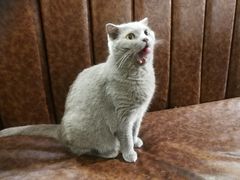 -猫小院猫主题餐厅(三里屯店)