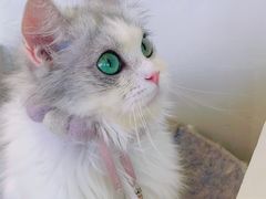 -怪兽屋·羊驼·猫咖·狗咖(俊华广场店)