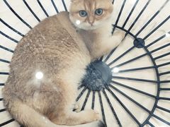 -飞行喵MR PILOT|猫舍·猫咖(静安大融城店)