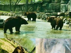 -北京野生动物园