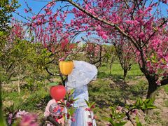 -南汇桃花村