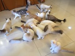 -猫咪咖啡店(新城大街店)