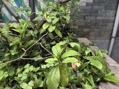 -广州神农草堂中医药博物馆