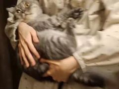 -猫猫幼稚园·撸猫·桌游·电玩