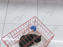 -艾贝尔宠物医院·24H转诊中心·肿瘤猫专科(江宁双龙店)