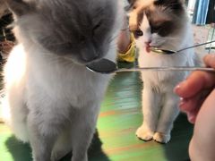 -喵喵咪呀布偶猫咖(春熙路店)