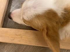 -浣熊柯尔鸭土拨鼠·电玩咖