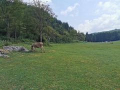 -武陵山森林公园