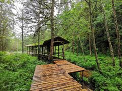 -五营红松林海景区