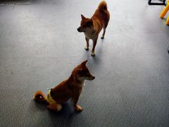 -柴源莊·柴小宠柴犬咖啡