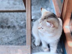 -喵屿·大理花园猫咖