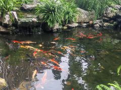 -融侨大酒店-榕苑自助餐厅